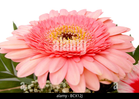 Blumenstrauß bouquet di fiori 16 Foto Stock