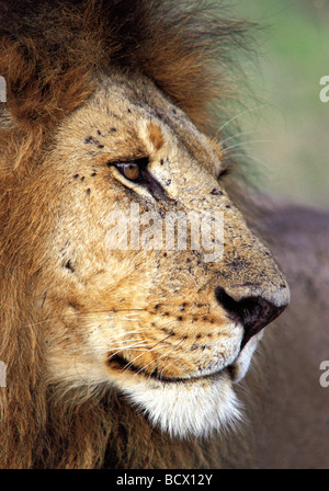 Close up ritratto profilo del leone maschio che mostra le mosche e le zecche sul suo volto Masai Mara riserva nazionale del Kenya Africa orientale Foto Stock