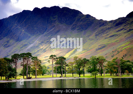 Alberi di pino sulla battigia Buttermere Honnister Pass Parco Nazionale del Distretto dei Laghi Cumbria County Inghilterra REGNO UNITO Foto Stock