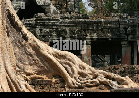 Radici di albero cresce attraverso Ta Prohm rovine, vecchio tempio in Cambogia, nei pressi di Angkor Wat Foto Stock