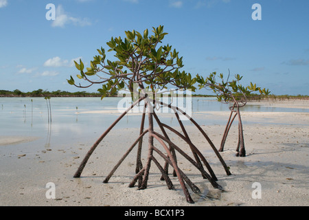 Mangrovia rossa (Rhizophora mangle) crescente con la bassa marea in acqua salata laguna in Bahamas Foto Stock