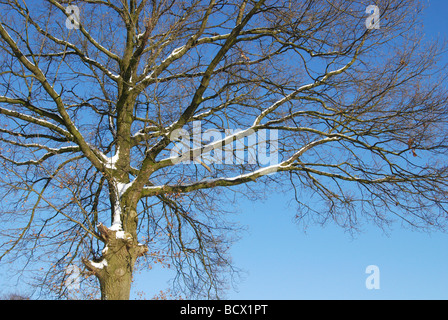 Coperta di neve quercia in inverno Foto Stock