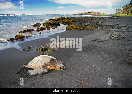 Tartaruga Verde crogiolarsi al sole Chelonia Mydas Punalu u spiaggia di sabbia nera grande isola Oceano Pacifico Hawaii USA Foto Stock