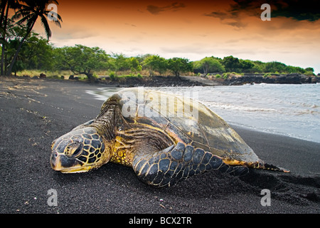 Tartaruga Verde crogiolarsi al sole Chelonia Mydas Punalu u spiaggia di sabbia nera grande isola Oceano Pacifico Hawaii USA Foto Stock