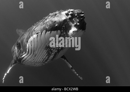 Humpback Whale, Megaptera novaeangliae, Hawaii, USA, Oceano Pacifico Foto Stock