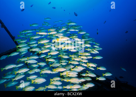 La scolarizzazione bluestripe lutiani, barca a vela relitto, Lutjanus kasmira, Hawaii, USA, Kona, Big Island, Oceano Pacifico Foto Stock