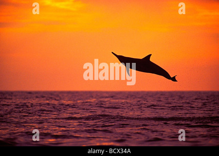 Spinner dolphin, saltando al tramonto, Stenella longirostris, Hawaii, USA, Kona, Big Island, Oceano Pacifico Foto Stock