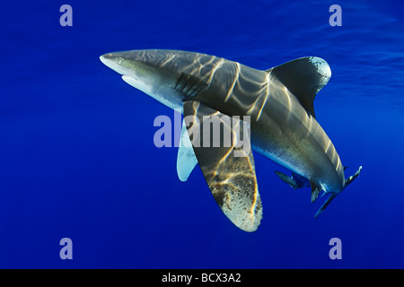 Oceanic Whitetip squali Carcharhinus longimanus costa di Kona Big Island Pacific Ocean Hawaii USA Foto Stock