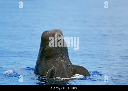 Breve alettato di Balene Pilota Globicephala macrorhynchus costa di Kona Big Island Pacific Ocean Hawaii USA Foto Stock