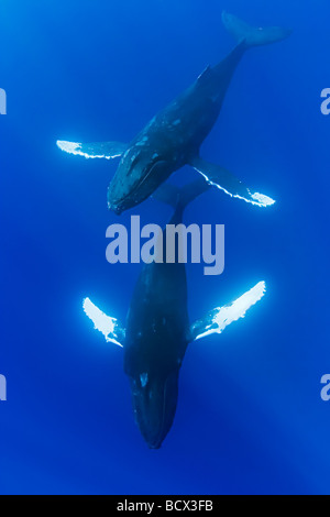 Le Balene con la Gobba nel corteggiamento Megaptera novaeangliae Oceano Pacifico Hawaii USA Foto Stock