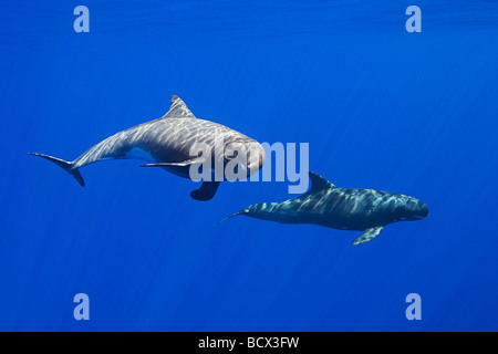 Pigmei balene killer Feresa attenuata Oceano Pacifico Hawaii USA Foto Stock