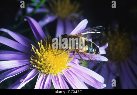 Eristalis tenax / drone fly Foto Stock