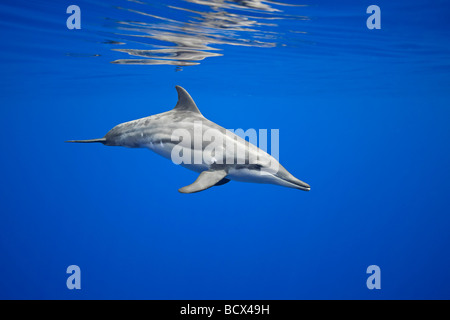 Rough-Delfino dentata, Steno bredanensis, Oceano Pacifico, Hawaii, STATI UNITI D'AMERICA Foto Stock