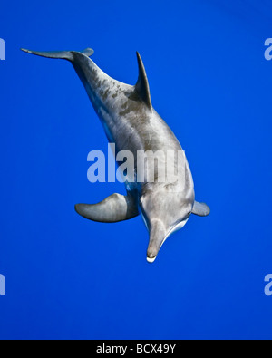 Rough-Delfino dentata, Steno bredanensis, Oceano Pacifico, Hawaii, STATI UNITI D'AMERICA Foto Stock