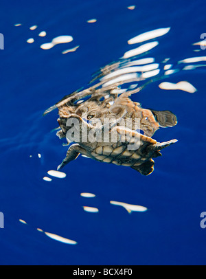 Tartaruga Caretta neonati Caretta caretta Sargassum Juno Beach Oceano Atlantico Florida USA Foto Stock