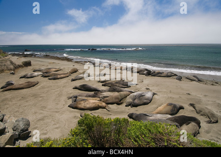 Le guarnizioni di tenuta di elefante in appoggio sulla spiaggia di PIEDRAS BLANCAS nel sud della gamma di Big Sur, vicino San Simeon California Foto Stock