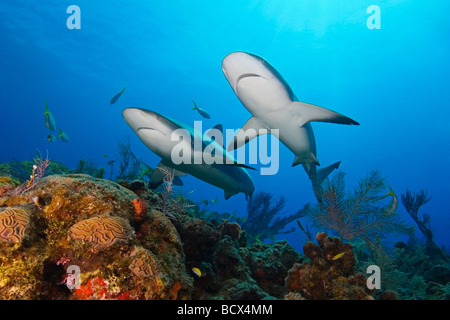 Due dei Caraibi squali di barriera Carcharhinus perezi West End Oceano Atlantico Bahamas USA Foto Stock