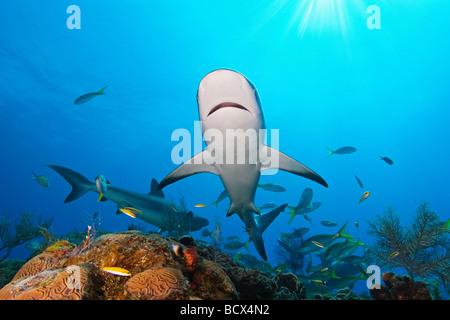 Caraibi squali di barriera Carcharhinus perezi West End Oceano Atlantico Bahamas USA Foto Stock