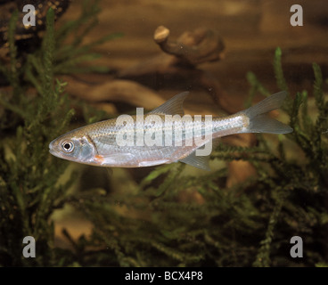 Schneider, Spirlin, desolato, Riffle Minnow (Alburnoides bipunctatus). sott'acqua Foto Stock