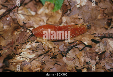 Arion rufus / grande red slug Foto Stock