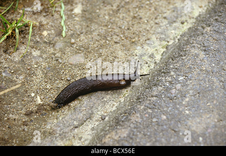 Arion ater / grande nero slug , maggiore slug nero , nero arion Foto Stock