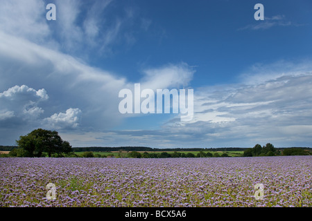 Campo di Viola Phacelia tanacetifolia ad alta Kelling Norfolk Foto Stock