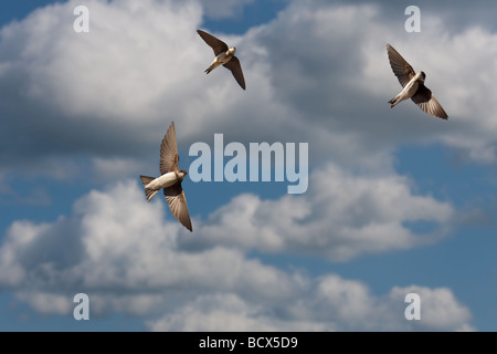 Sabbia Martins Riparia Riparia in volo Foto Stock