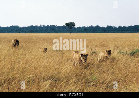 Gruppo di leoni si muove attraverso erba lunga Riserva Nazionale di Masai Mara Kenya Africa orientale Foto Stock