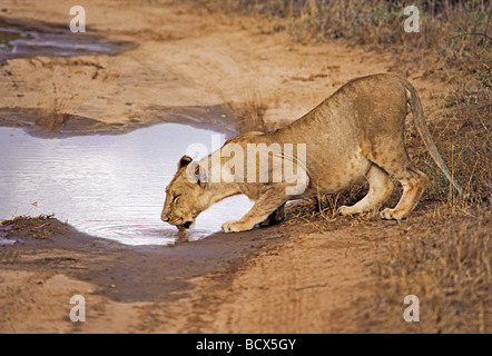 Giovane maschio Lion con la pancia piena di bere da un pool dopo la doccia a pioggia Samburu Riserva nazionale del Kenya Africa orientale Foto Stock