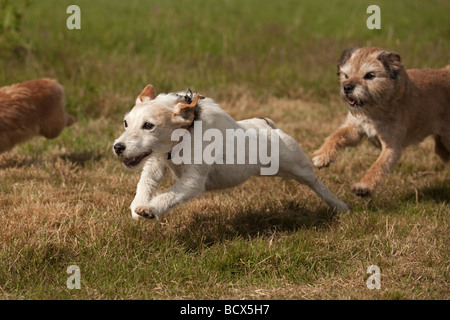 Jack Russell Terrier Racing a Dog Show Foto Stock