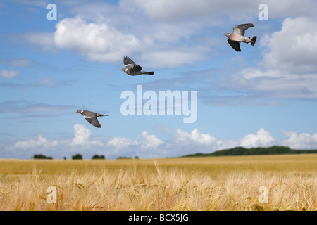 Colombacci Columba palumbus volando sopra la maturazione delle colture di cereali al momento del raccolto Foto Stock