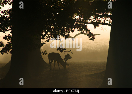 Nebbia mattutina all'alba sotto alberi maturi con cervi a riposo o addio al cervo, Dama dama, Regno Unito, ottobre Foto Stock