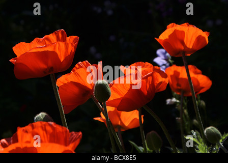 Poppies in presenza di luce solare Foto Stock