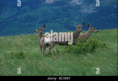 Odocoilleus hemionus / Mule Deer Foto Stock