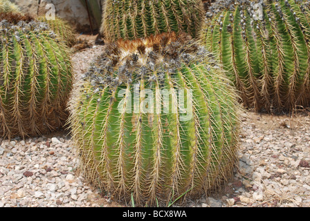 Echinocactus grusonii nativo del Messico centrale Foto Stock