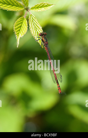 Grandi Damselfly rosso sul Rovo foglie Foto Stock