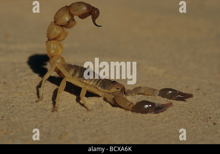 Androctonus australis / fat-tailed scorpion Foto Stock