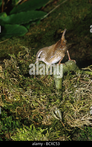 Eurasian Wren (Troglodytes troglodytes) a nido Foto Stock