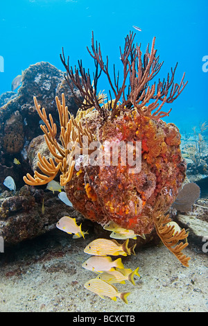 La scolarizzazione Grunt francese al relitto dello zucchero Haemulon flavolineatum West End Oceano Atlantico Bahamas Foto Stock