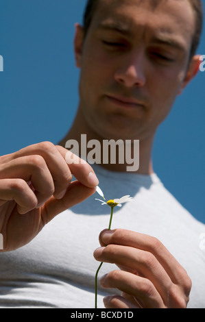 Giovane uomo raccolta un petalo di una margherita Foto Stock