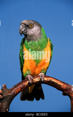 Senegal pappagallo sulla filiale / Poicephalus senegalus Foto Stock