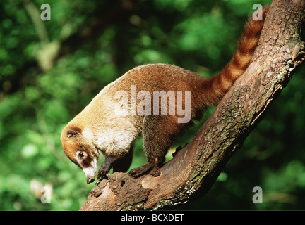 Pizote, bianco-coati dal naso, Antoon (Nasua narica) su un ramo Foto Stock