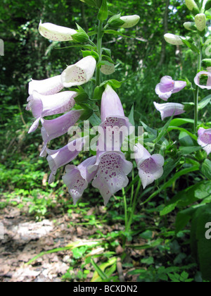 Il Foxglove. British nativo. Wayne Ramshaw. Foto Stock