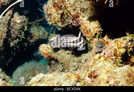 Incredibile vita sottomarina di Grenada, West Indies. Adulto macchiato il tamburo, pesce. Grenada scogliera sottomarina scena. Foto Stock