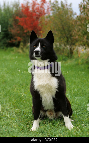 Karelian Bear Dog / Karelsk Bjornhund - Ritratto Foto Stock