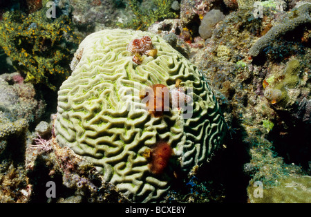 Incredibile vita sottomarina di Grenada, West Indies. Cervello corallo con albero di Natale worm Foto Stock