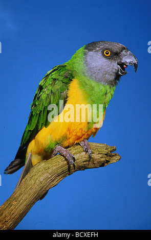 Poicephalus senegalus / Parrot Foto Stock