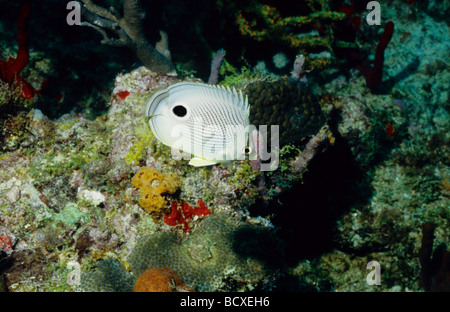 Incredibile vita sottomarina di Grenada, West Indies. Quattro eyed butterflyfish. Foto Stock