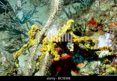 Incredibile vita sottomarina di Grenada, West Indies. Riga dei pori spugna di corda con un gigante di Split dei pori asta del mare. Foto Stock
