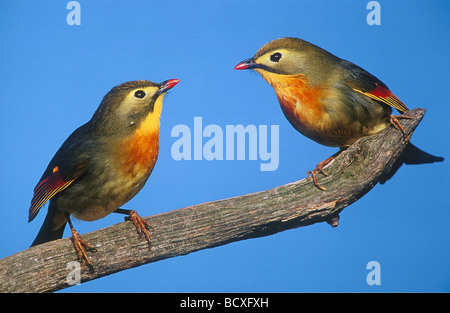 Rosso-fatturati Leiothrix, Pekin Nightingale (Leiothrix lutea). Coppia arroccato su ramoscello Foto Stock